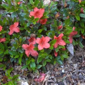 Rhododendron nakaharae 'Exbury Orange'