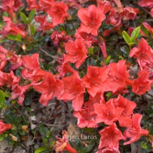Rhododendron nakaharae 'Joseph Hill'