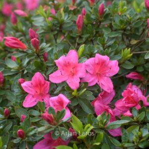 Rhododendron nakaharae 'Wombat'
