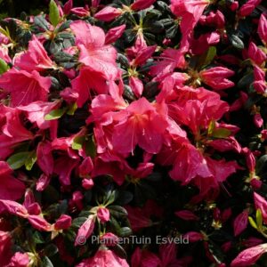 Rhododendron obtusum 'Arabesk' (Azalea)