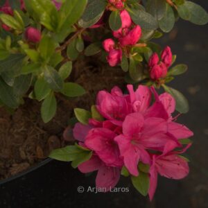 Rhododendron obtusum 'Pink Panda' (Azalea)