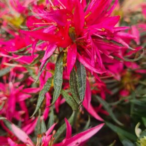 Rhododendron obtusum 'StarStyle Pink' (Azalea