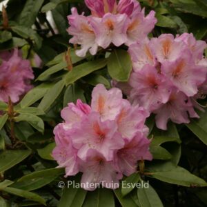 Rhododendron oreodoxa fargesii