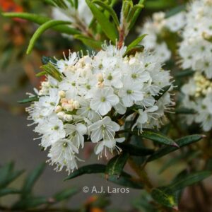 Rhododendron palustre decumbens
