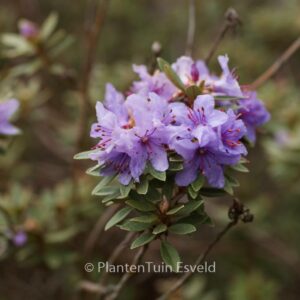 Rhododendron polycladum
