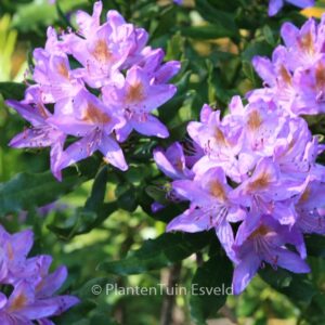 Rhododendron ponticum 'Cheiranthifolium'
