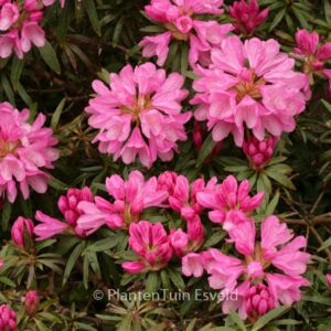 Rhododendron ponticum 'Graziella'