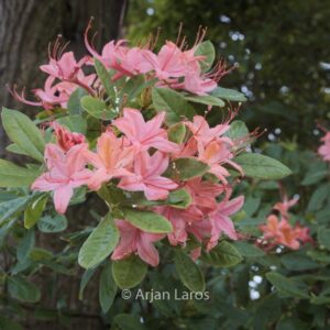 Rhododendron prunifolium