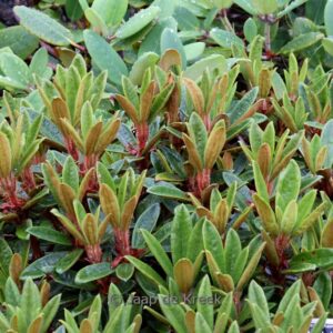 Rhododendron recurvoides
