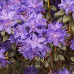 Rhododendron russatum