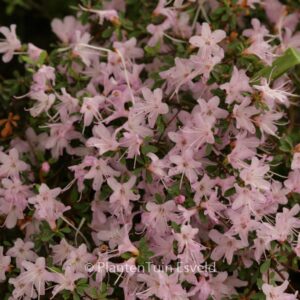 Rhododendron serpyllifolium