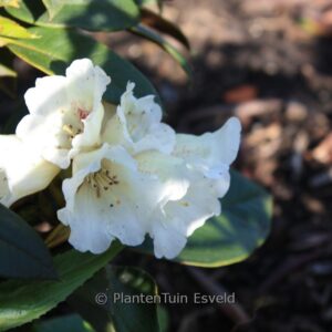 Rhododendron taliense 'Honigduft'
