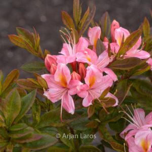 Rhododendron viscosum 'Juniduft'