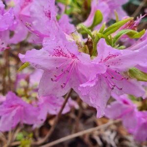Rhododendron yedoense poukhanense