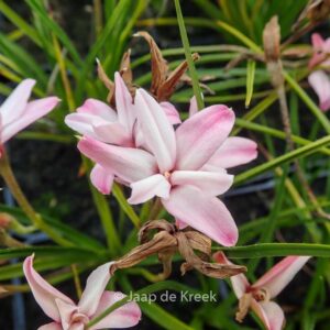 Rhodohypoxis 'Stella'