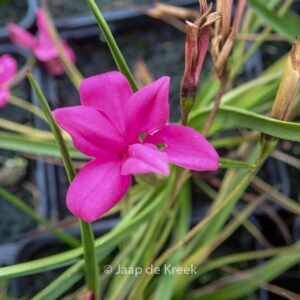 Rhodohypoxis milloides
