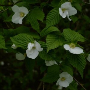 Rhodotypos scandens