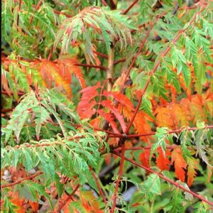Rhus glabra 'Laciniata'