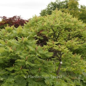 Rhus typhina