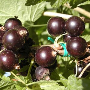 Ribes nigrum 'Ben Sarek'