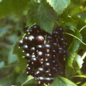 Ribes nigrum 'Black Reward'