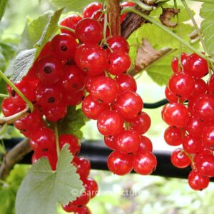 Ribes rubrum 'Jonkheer van Tets'