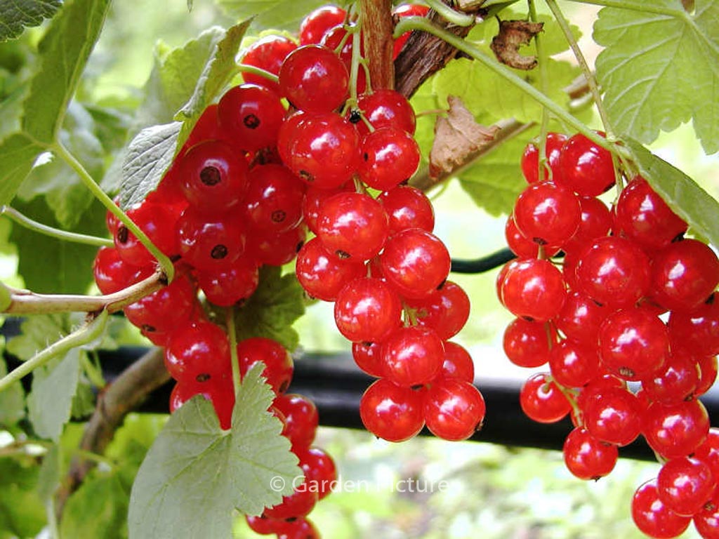 Ribes rubrum 'Jonkheer van Tets'