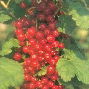 Ribes rubrum 'Junifer'