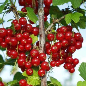 Ribes rubrum 'Rolan'