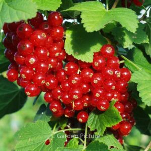 Ribes rubrum 'Rovada'