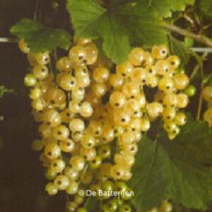Ribes rubrum 'Witte Parel'