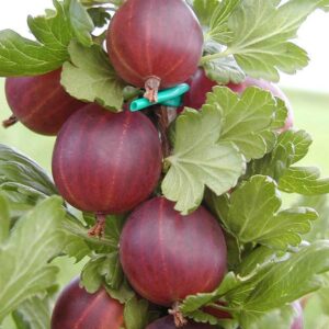 Ribes uva-crispa 'Capivator'