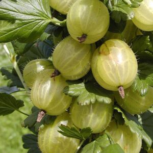 Ribes uva-crispa 'Invicta'