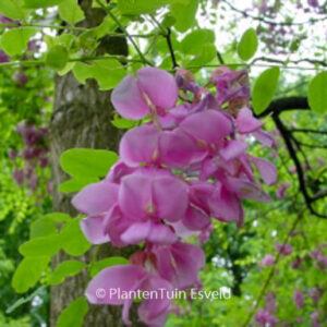 Robinia margaretta 'Pink Cascade' (CASQUE ROUGE)