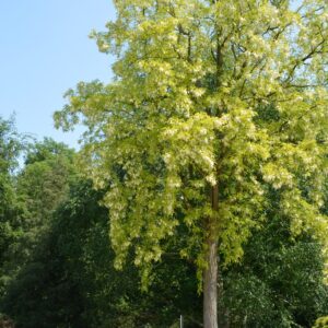 Robinia pseudoacacia