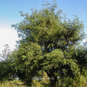 Robinia pseudoacacia 'Coluteoides'