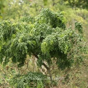 Robinia pseudoacacia 'Lace Lady' TWISTY BABY