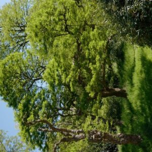 Robinia pseudoacacia 'Umbraculifera'