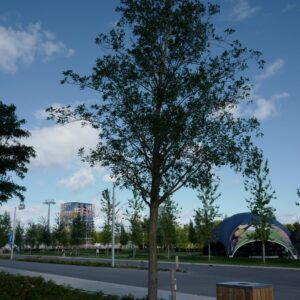 Robinia pseudoacacia 'Unifoliola'