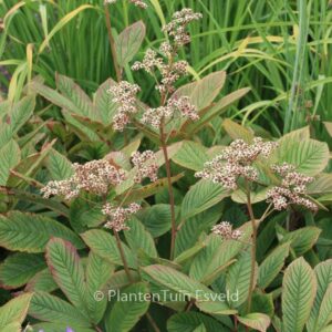 Rodgersia 'Joop Ploeger'