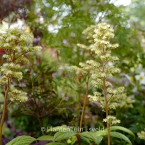 Rodgersia 'Snow Clouds'