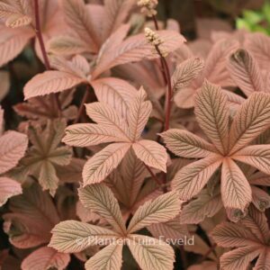 Rodgersia aesculifolia
