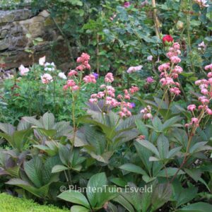Rodgersia pinnata 'Superba'