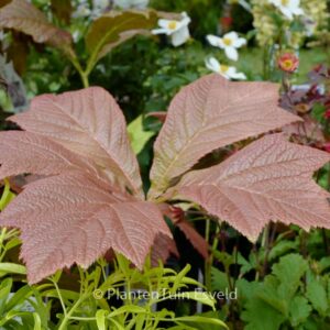 Rodgersia podophylla 'Braunlaub'