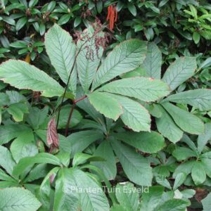 Rodgersia purdomii