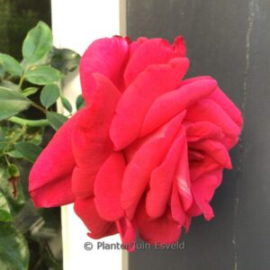 Rosa 'Adabaring' (CLIMBING RED FLAME)