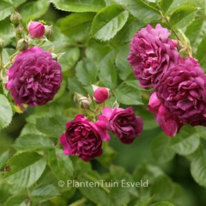 Rosa 'Bleu Magenta'