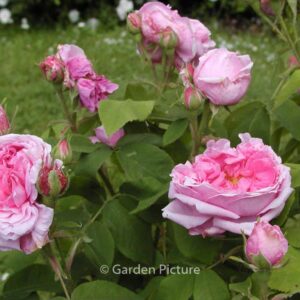 Rosa 'Comte de Chambord'