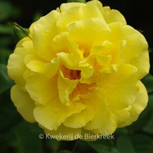 Rosa 'Golden Gate'