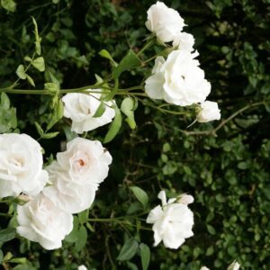 Rosa 'Maria Mathilda'